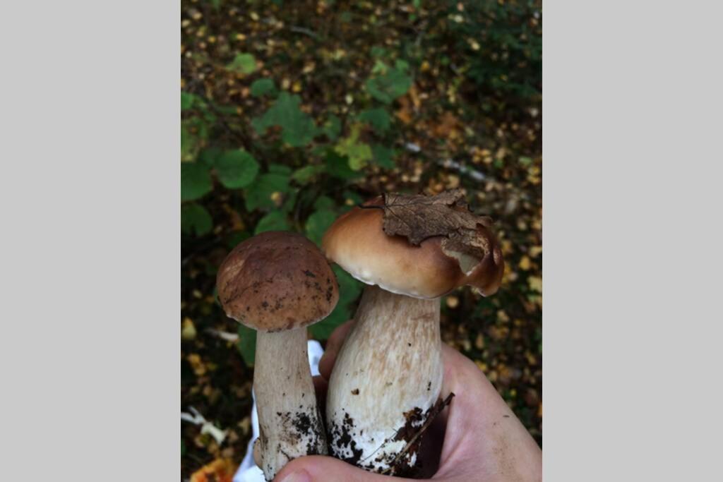 Sanmari_Forest Ledenice Εξωτερικό φωτογραφία