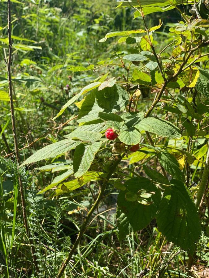 Sanmari_Forest Ledenice Εξωτερικό φωτογραφία
