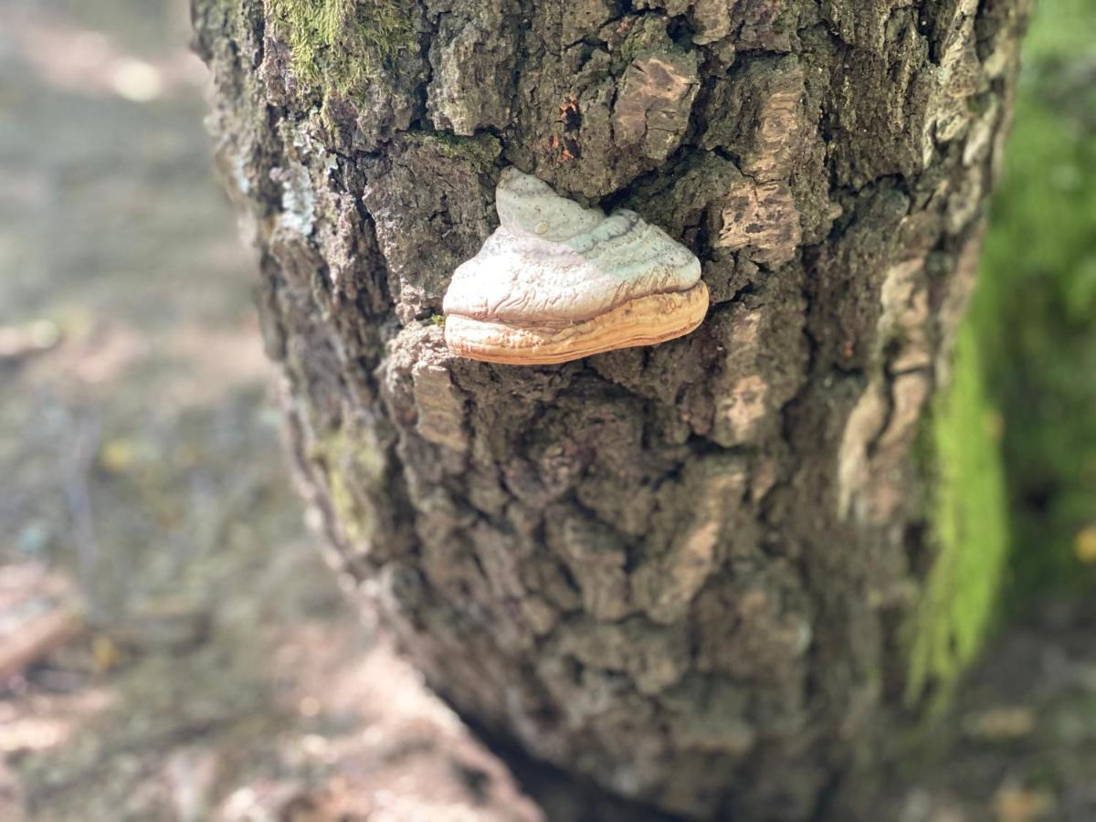 Sanmari_Forest Ledenice Εξωτερικό φωτογραφία
